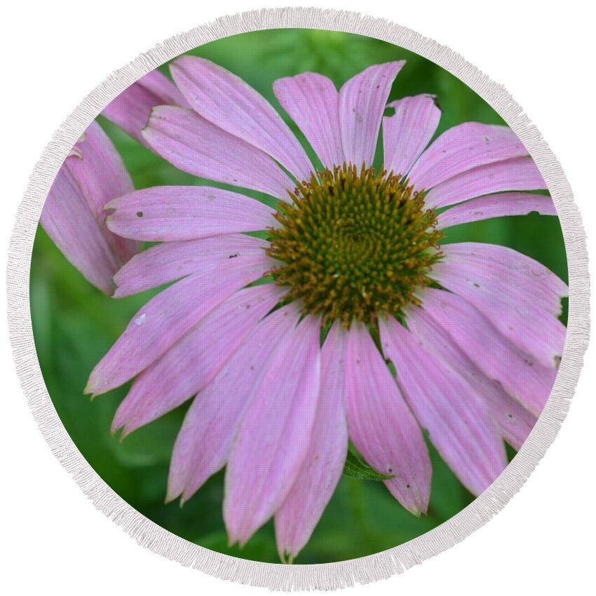 Flowers Round Beach Towel featuring the photograph Coneflower by Charles HALL
