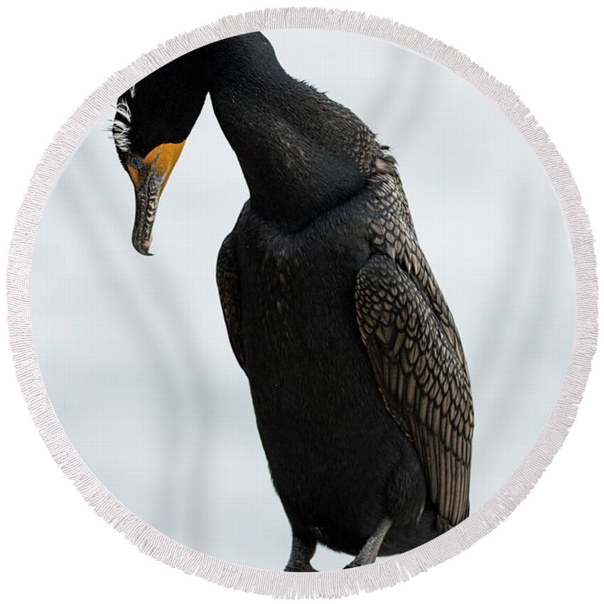 Double Crested Cormorant Round Beach Towel featuring the photograph Contemplation by Mark Harrington