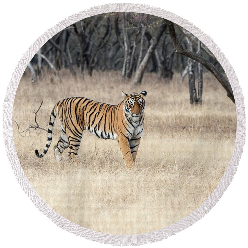 Tiger Round Beach Towel featuring the photograph Contemplation by Pravine Chester