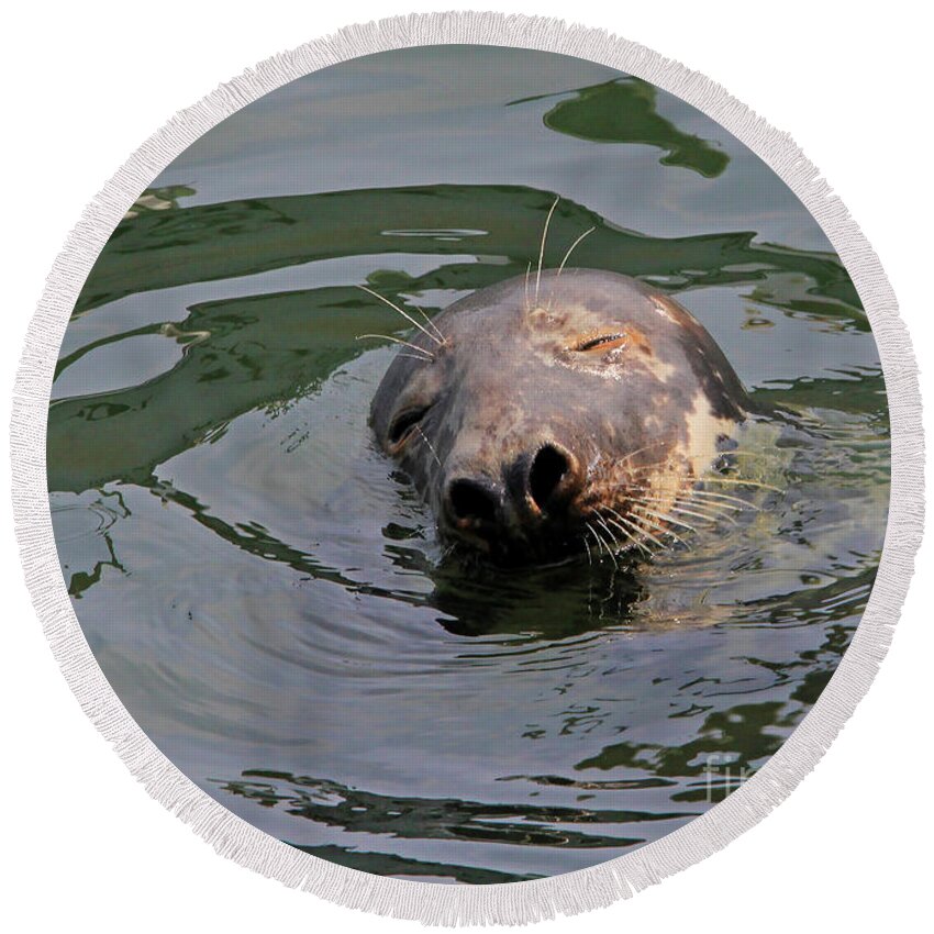 Seal.cape Cod Round Beach Towel featuring the photograph Contentment by Paula Guttilla