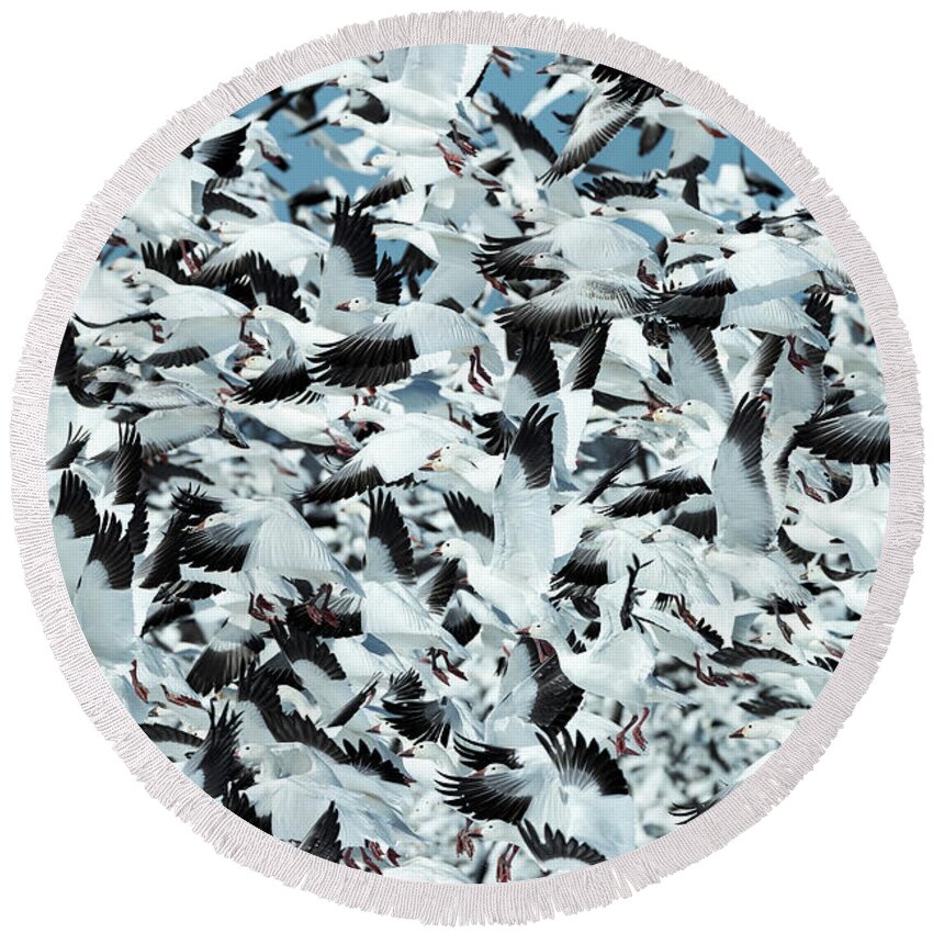 Snow Round Beach Towel featuring the photograph Controlled Chaos by Everet Regal