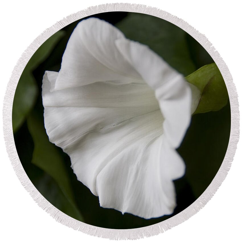 Flowers Round Beach Towel featuring the photograph Convolvulus Weed by Svetlana Sewell