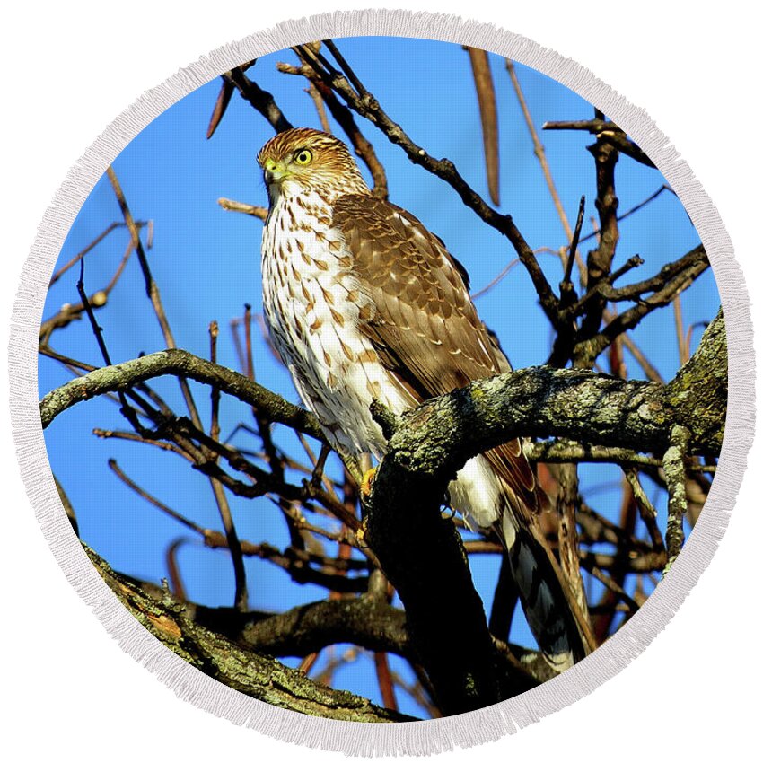 Cooper's Hawk Round Beach Towel featuring the photograph Cooper's Hawk Keeping Watch by Linda Stern
