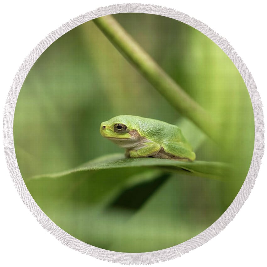Cope's Gray Treefrog Round Beach Towel featuring the photograph Cope's Gray Treefrog by Thomas Young