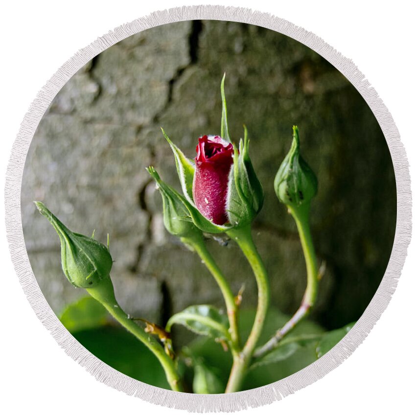 Flower Round Beach Towel featuring the photograph Coquette. by Elena Perelman