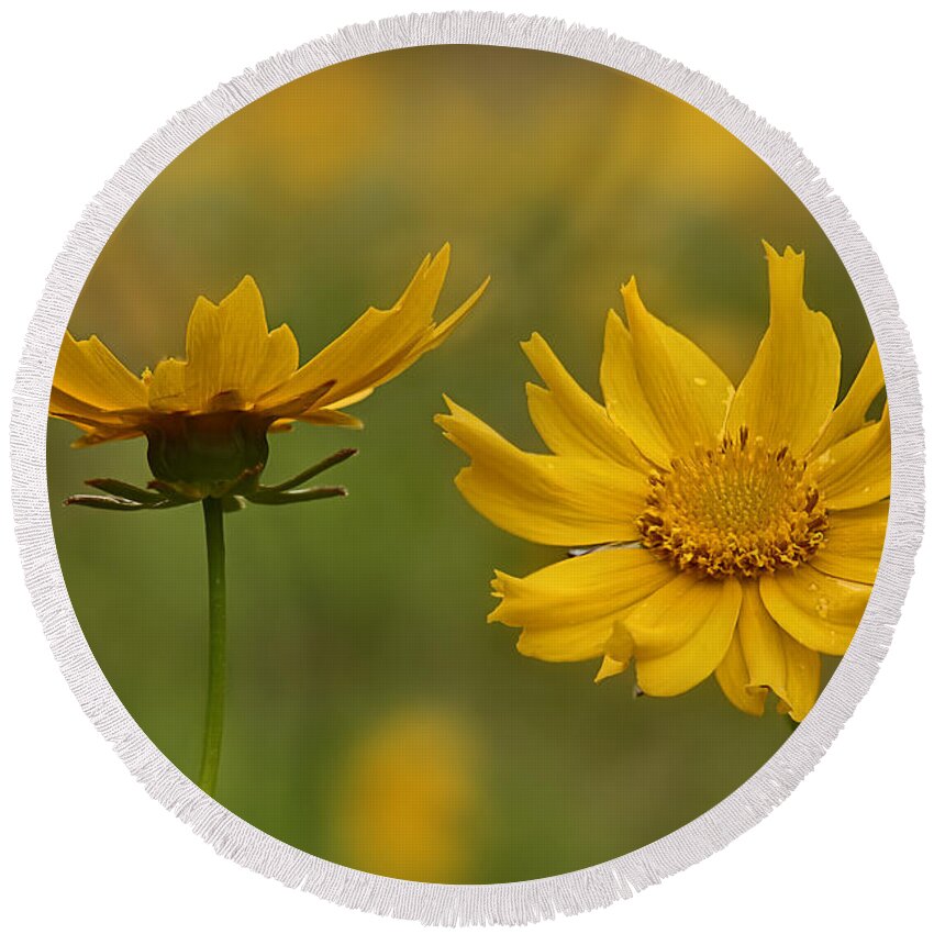 2015 Round Beach Towel featuring the photograph Coreopsis by Robert Charity