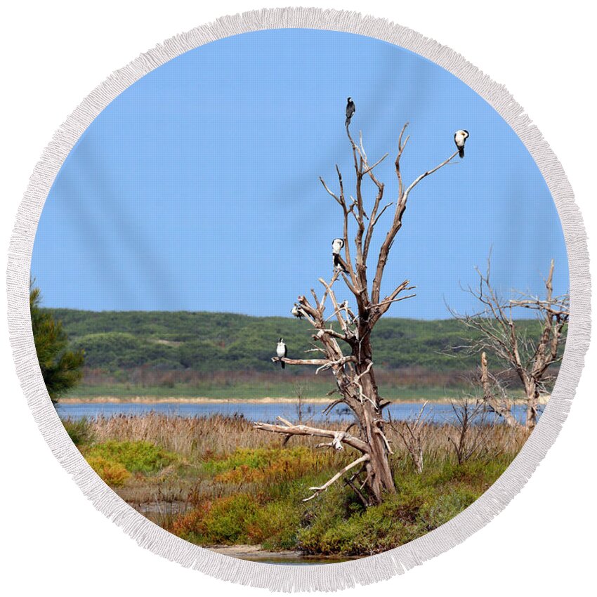 Cormorant Round Beach Towel featuring the photograph Cormorant Collective by Nicholas Blackwell