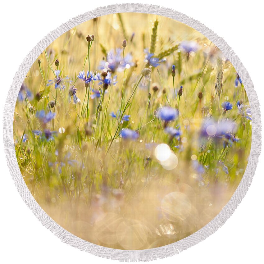 Cornflowers Round Beach Towel featuring the photograph Cornflowers after the rain by Arletta Cwalina