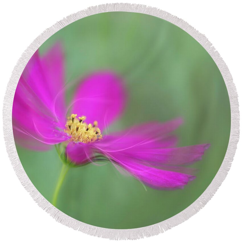 Macro Round Beach Towel featuring the photograph Cosmos gets ready for the prom. by Usha Peddamatham
