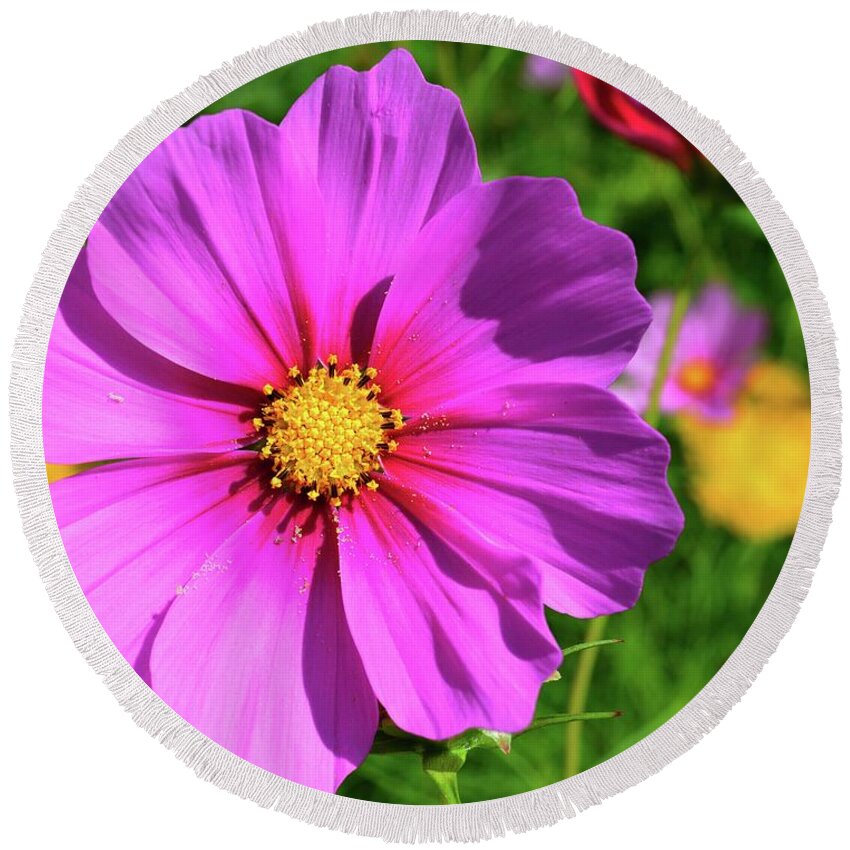 Flower Round Beach Towel featuring the photograph Cosmos by Lyle Crump