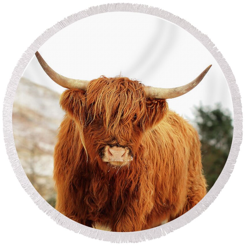 Highland Cattle Round Beach Towel featuring the photograph Scottish Highland Cow Loch Lomond by Grant Glendinning