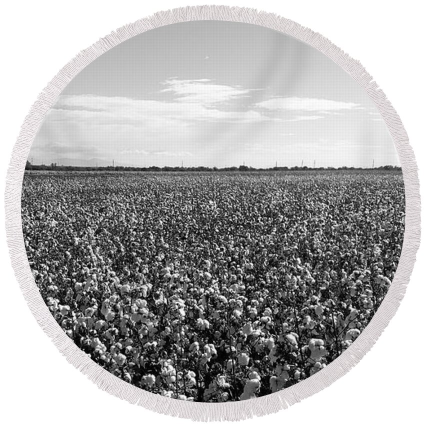 Cotton Field Round Beach Towel featuring the photograph Cotton Field 5 by Kume Bryant