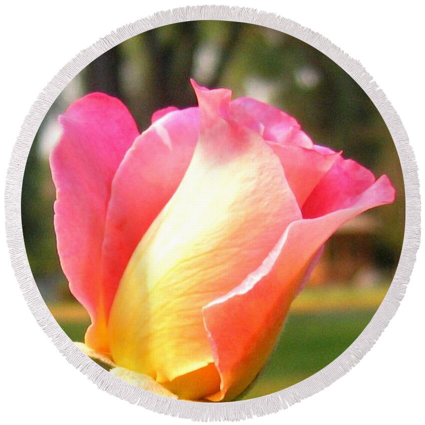 Rose Round Beach Towel featuring the photograph Country Rose by Will Borden