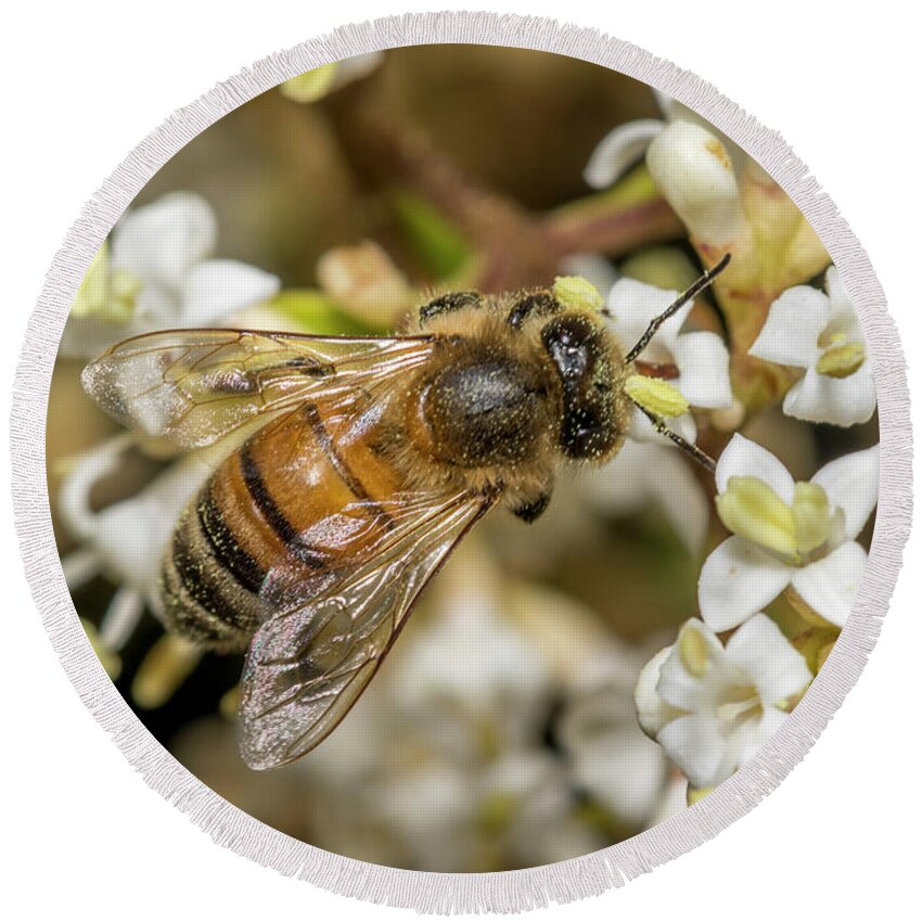 Feeding Round Beach Towel featuring the photograph Covered in Pollen by Shawn Jeffries