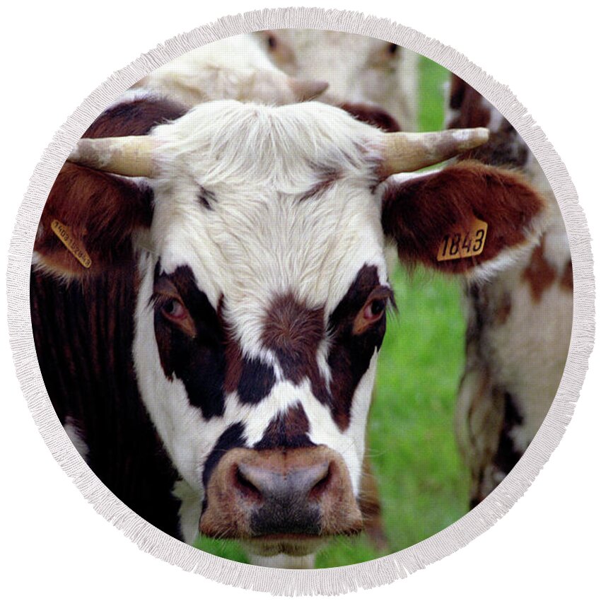 Cow Round Beach Towel featuring the photograph Cow Closeup by Frank DiMarco