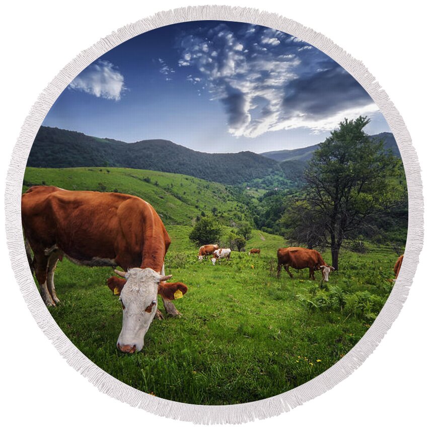 #nature #bird #animal #wildlife #animals #insect #travel #wild #butterfly #portrait #kosovo #green #greatnature #flower #village #sunset #forest #cows Round Beach Towel featuring the photograph Cows by Bess Hamiti