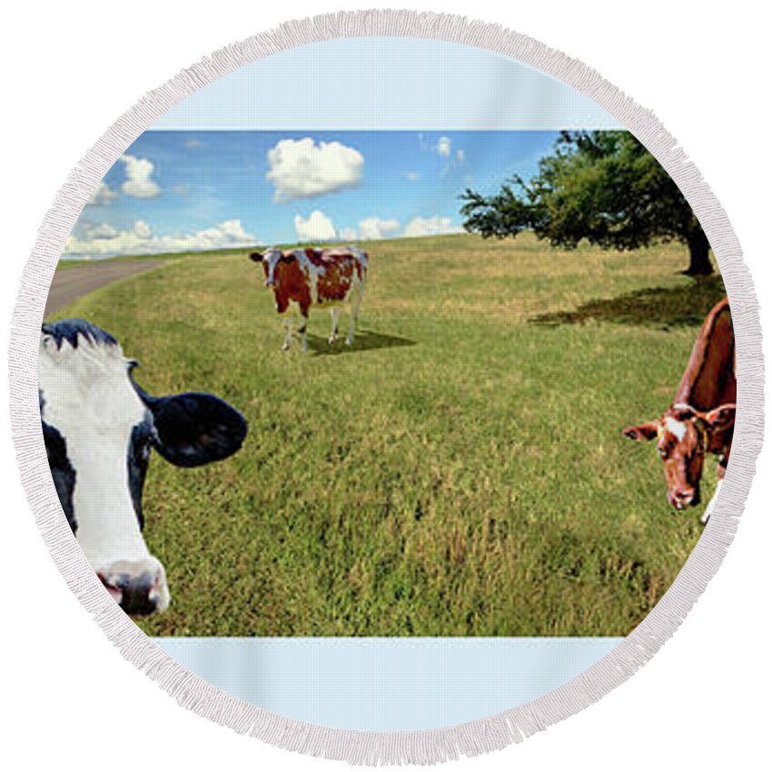 Cows. Field Round Beach Towel featuring the photograph Cows in Field, Ver 4 by Larry Mulvehill