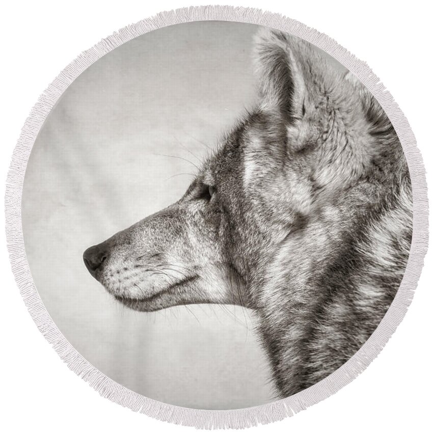 Coyote Round Beach Towel featuring the photograph Coyote Profile by Elaine Malott