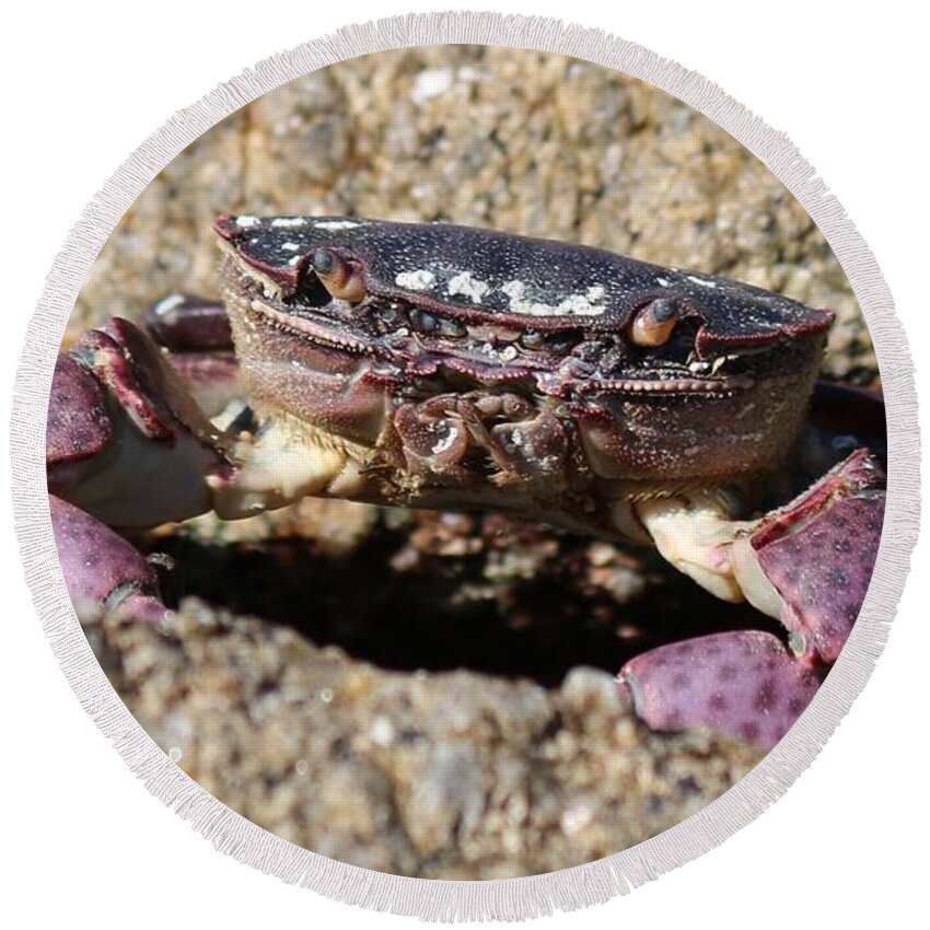 Crab Round Beach Towel featuring the photograph Crab 1 by Christy Pooschke