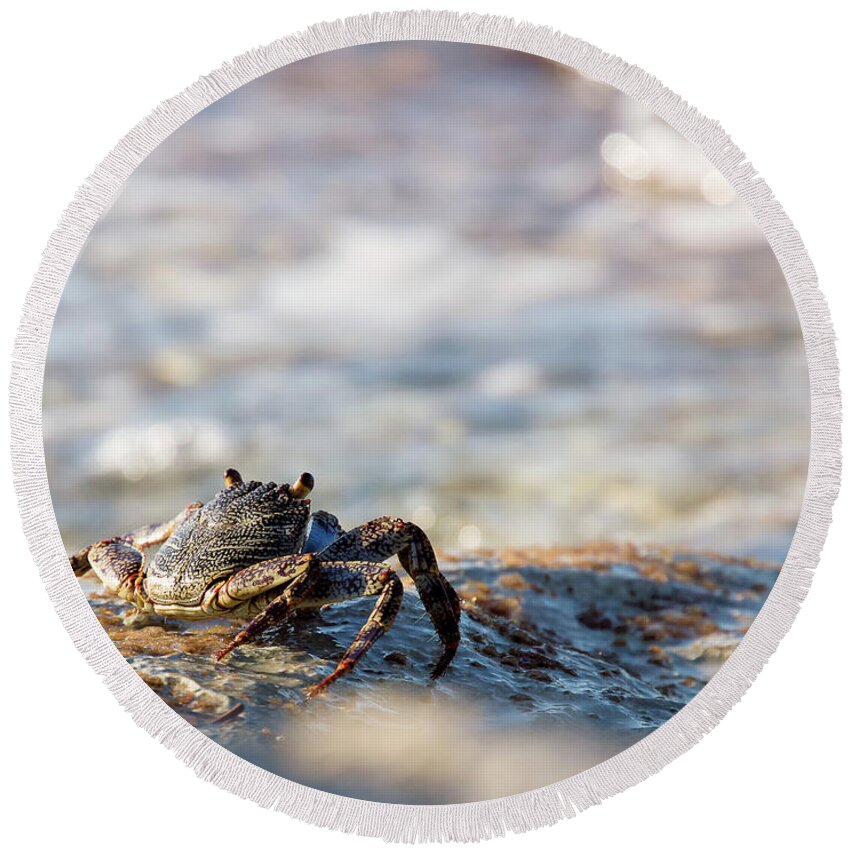 Crab Round Beach Towel featuring the photograph Crab Looking for Food by David Buhler