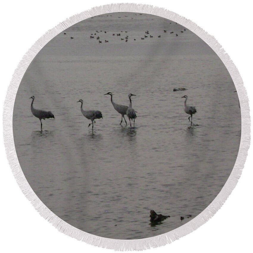 Cranes Round Beach Towel featuring the photograph Cranes by Moshe Harboun