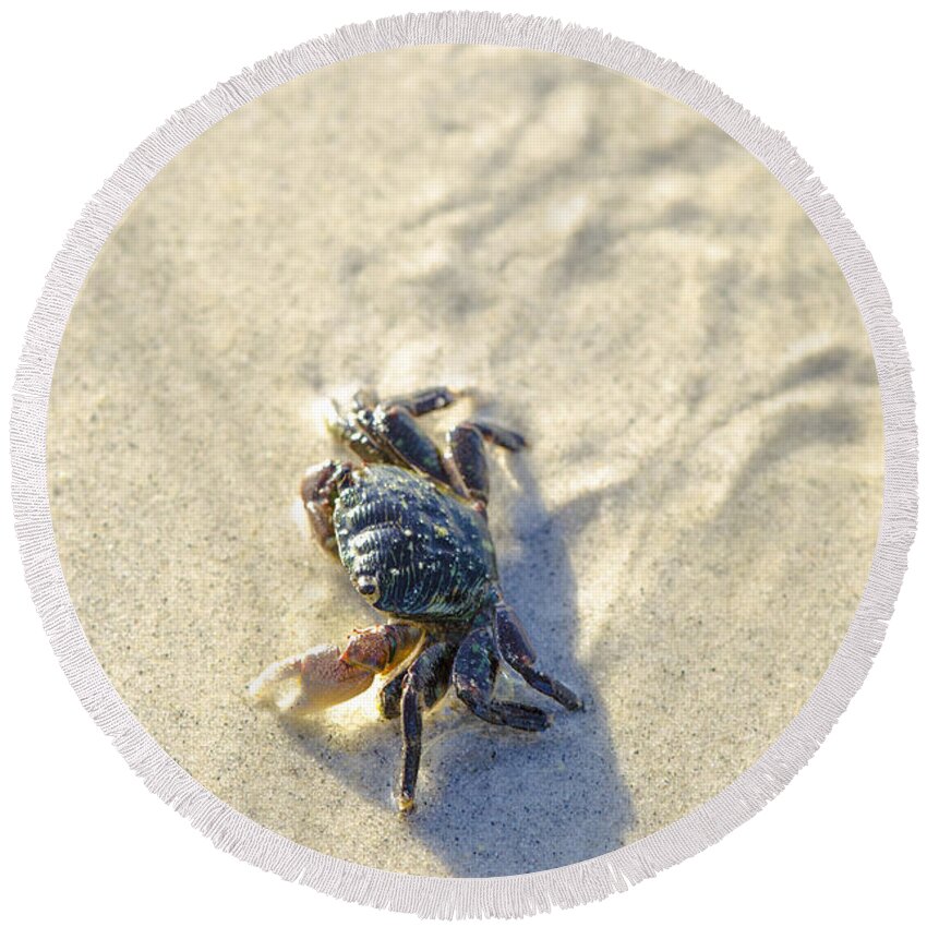 Crab Round Beach Towel featuring the photograph Crawling Back to You by Spencer Hughes