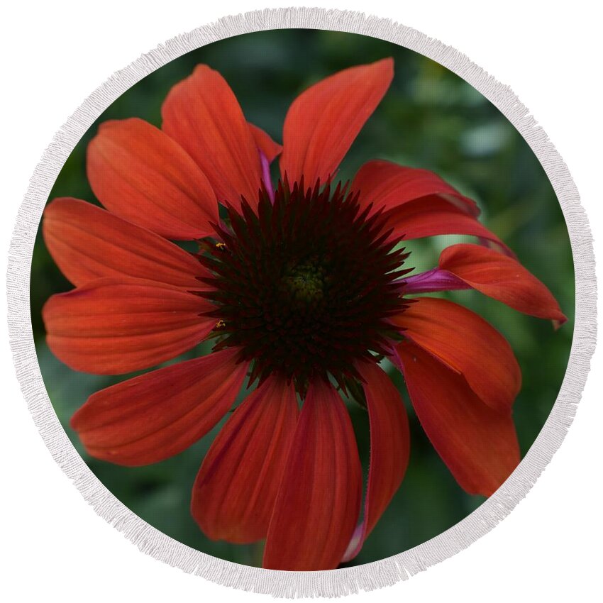 Flowers Round Beach Towel featuring the photograph Crimson Cone Flower by Jimmy Chuck Smith