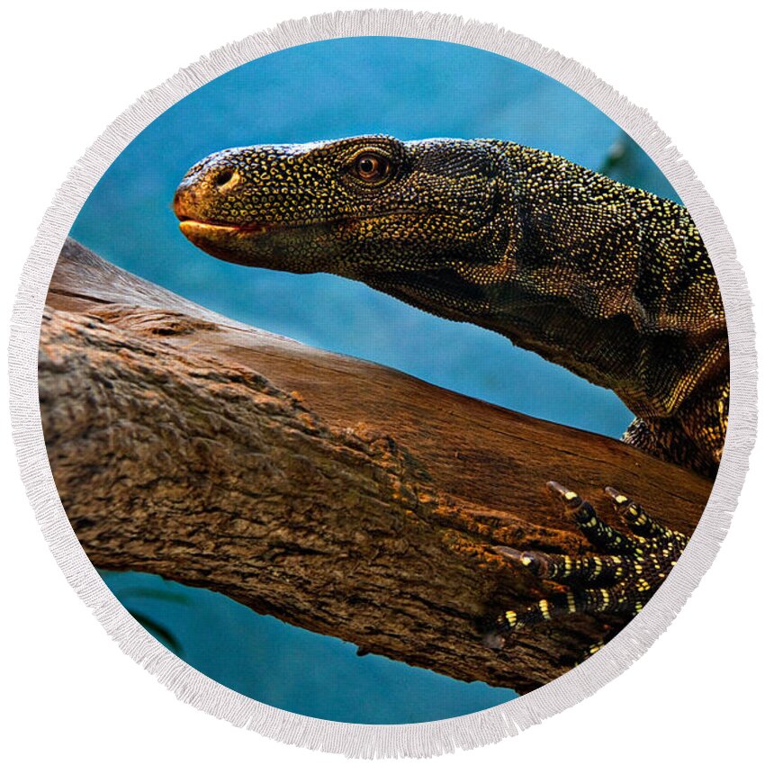 Zoo Round Beach Towel featuring the photograph Crocodile Monitor by Lana Trussell