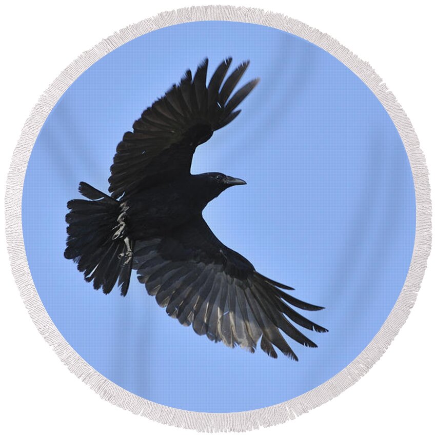 Crow Round Beach Towel featuring the photograph Crow in flight by Bradford Martin