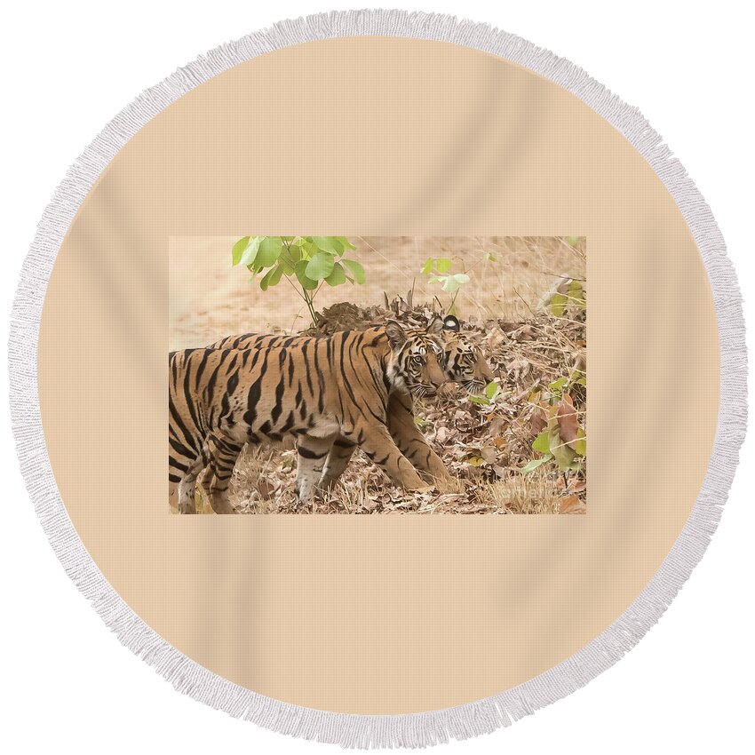 Tiger Round Beach Towel featuring the photograph Cubs on the march by Pravine Chester