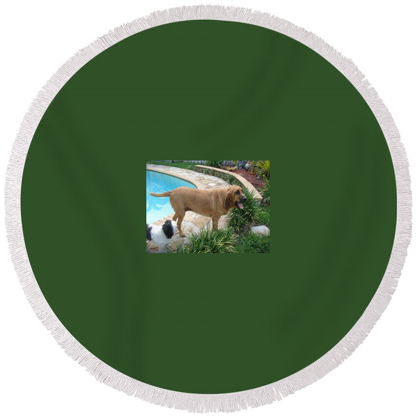 Bloodhound Round Beach Towel featuring the photograph Cujo and Lucky by the Pool by Val Oconnor