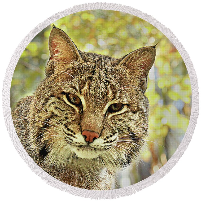 Bobcat Round Beach Towel featuring the photograph Curiosity the Bobcat by Jessica Brawley