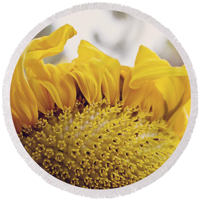 Delicate Round Beach Towel featuring the photograph Curling petals on sunflower by Cindy Garber Iverson