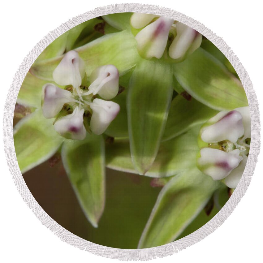 Milkweed Round Beach Towel featuring the photograph Curtiss' Milkweed #4 by Paul Rebmann