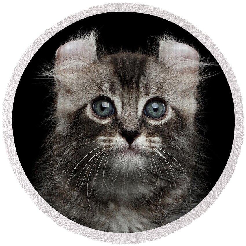 #faatoppicks Round Beach Towel featuring the photograph Cute American Curl Kitten with Twisted Ears Isolated Black Background by Sergey Taran