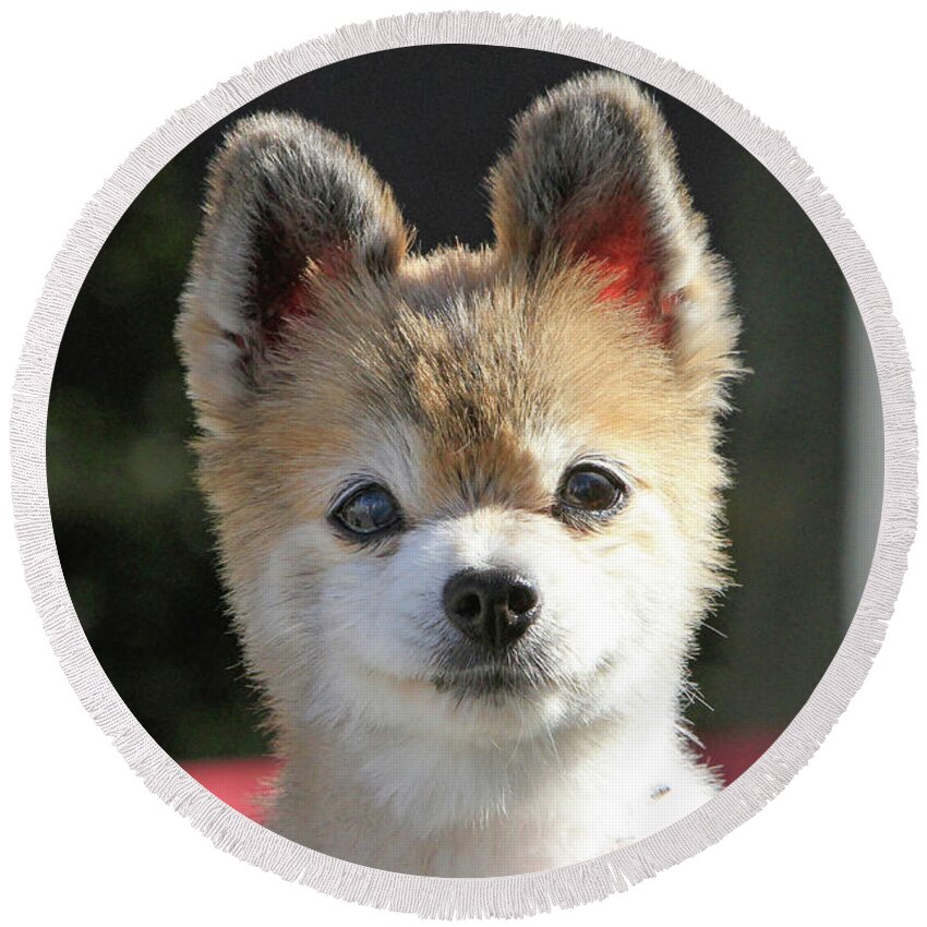 Pomeranian Round Beach Towel featuring the photograph Cute Stare Down by Shoal Hollingsworth