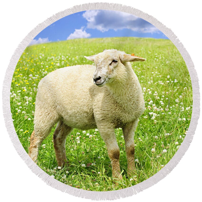 Sheep Round Beach Towel featuring the photograph Cute young sheep 2 by Elena Elisseeva