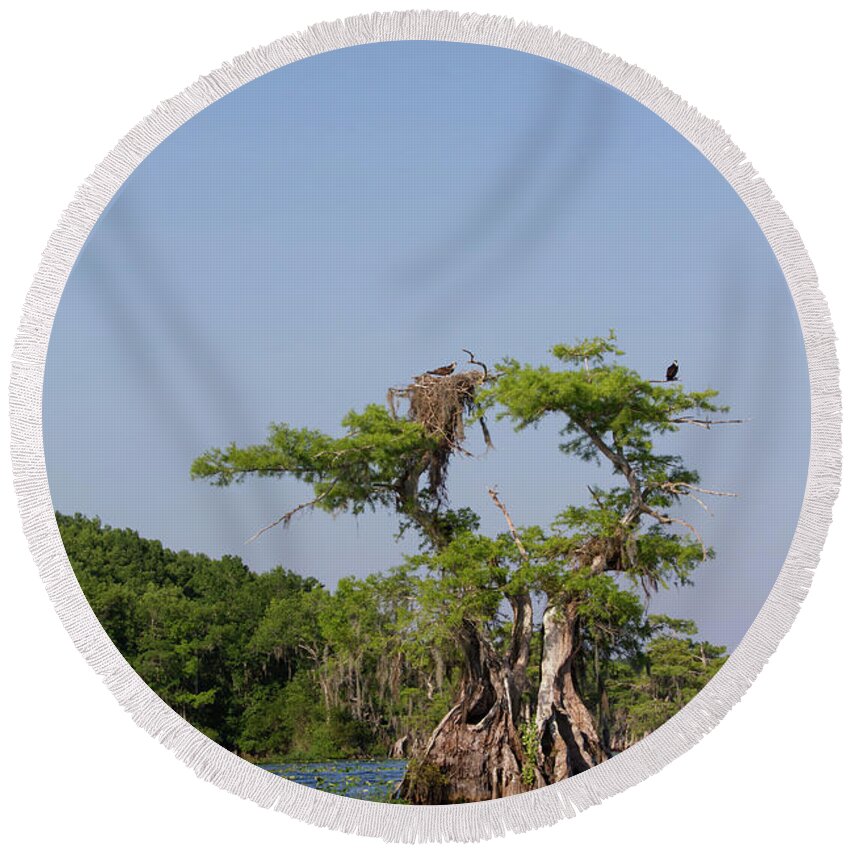 Cypress Round Beach Towel featuring the photograph Cypress Osprey Duo by Paul Rebmann