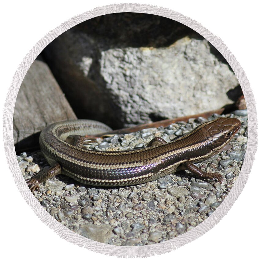 Western Skink Round Beach Towel featuring the photograph D3B6339 Western Skink on Sonoma Mountain by Ed Cooper Photography