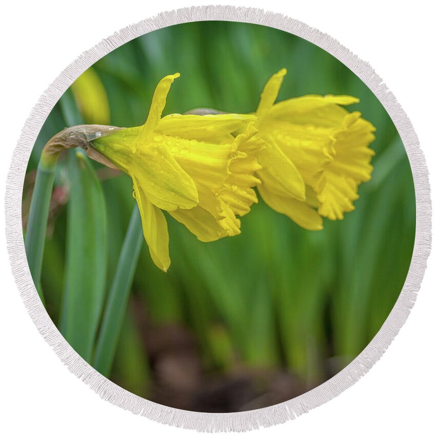 Yellow Round Beach Towel featuring the photograph Daffodil Doppelganger by Bill Pevlor