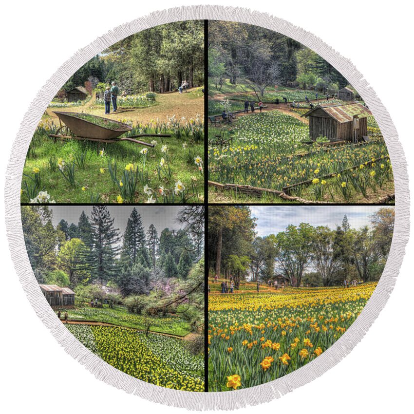 Amador Round Beach Towel featuring the photograph Daffodil Hill Panel 2x2 by SC Heffner