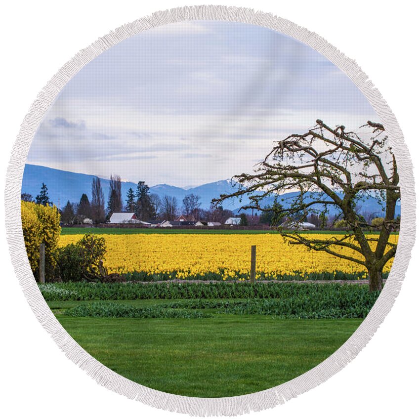 Landscape Round Beach Towel featuring the photograph Daffodil in Skagit Valley WA by Hisao Mogi