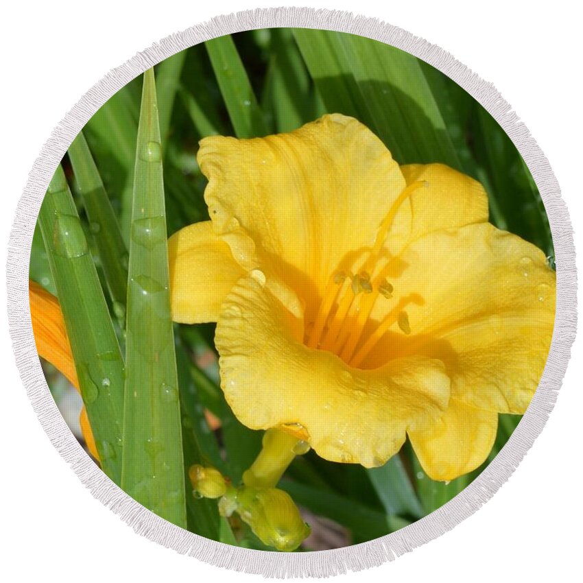 Daffodil Round Beach Towel featuring the photograph Daffodils by Beverly Shelby