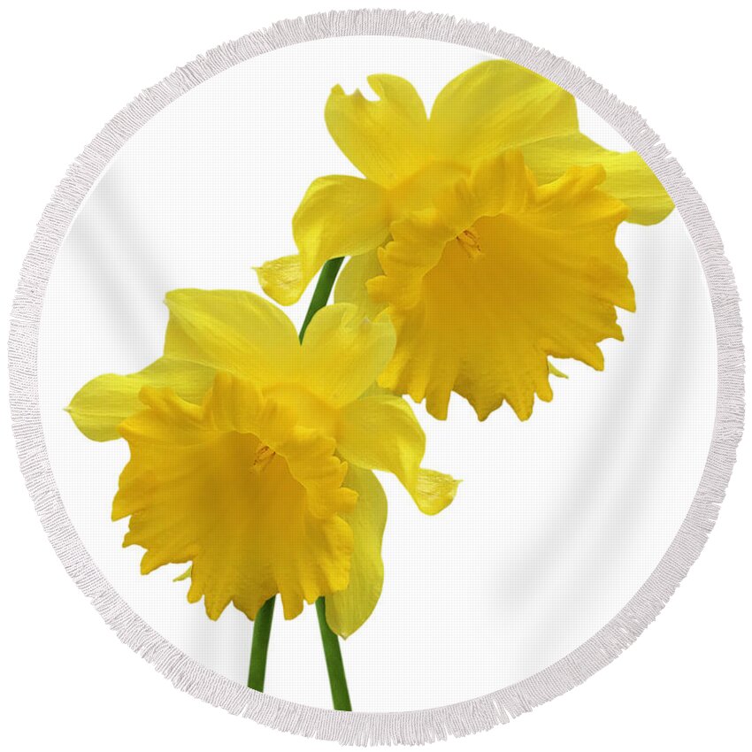 Daffodil Round Beach Towel featuring the photograph Daffodils On White by Gill Billington