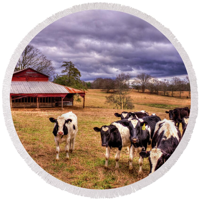 Reid Callaway Dairy Heifer Groupies Round Beach Towel featuring the photograph Chick-Fil-A Dairy Heifer Groupies The Red Barn Dairy Farming Art by Reid Callaway