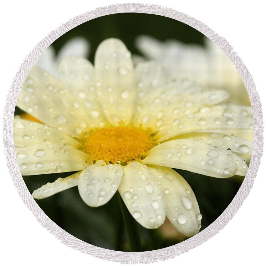 Daisy Round Beach Towel featuring the photograph Daisy After Shower by Angela Rath