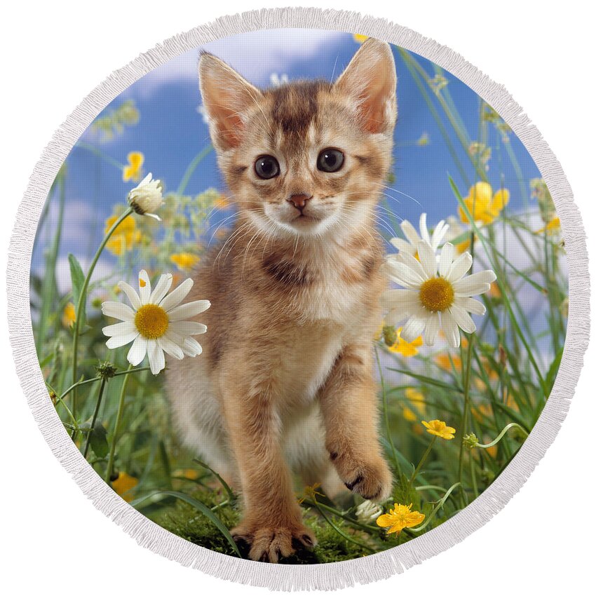 Abyssinian Round Beach Towel featuring the photograph Daisy Dazzler by Warren Photographic