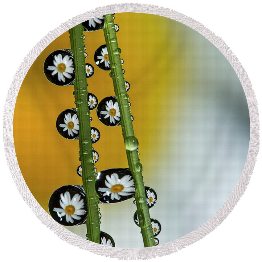 Flower Round Beach Towel featuring the photograph Daisy Dew by Peg Runyan