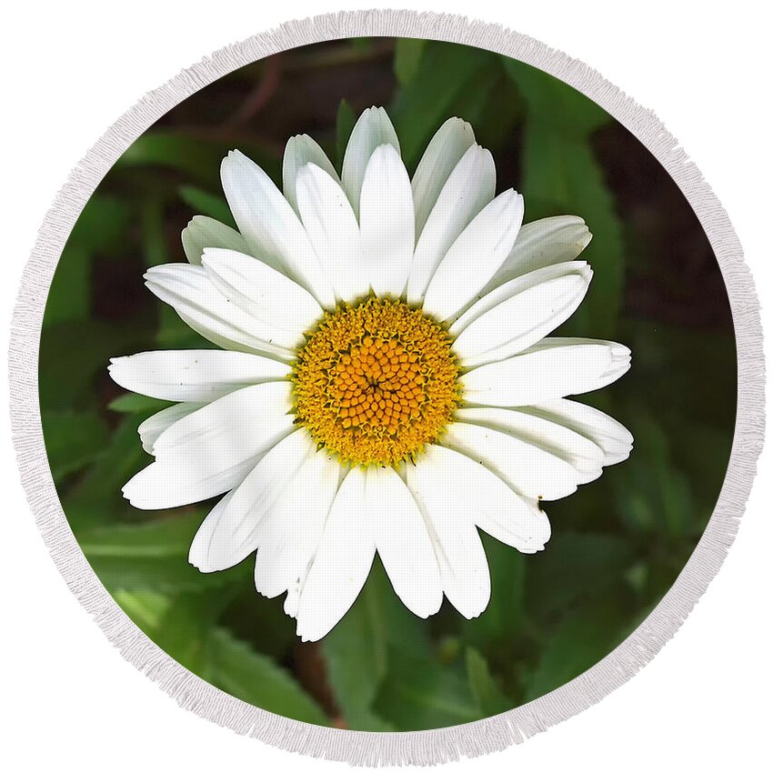 Floral Round Beach Towel featuring the photograph Daisy by Thomas Whitehurst
