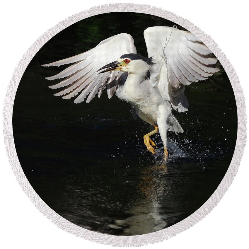 Night Heron Round Beach Towel featuring the photograph Dance On Water. by Evelyn Garcia